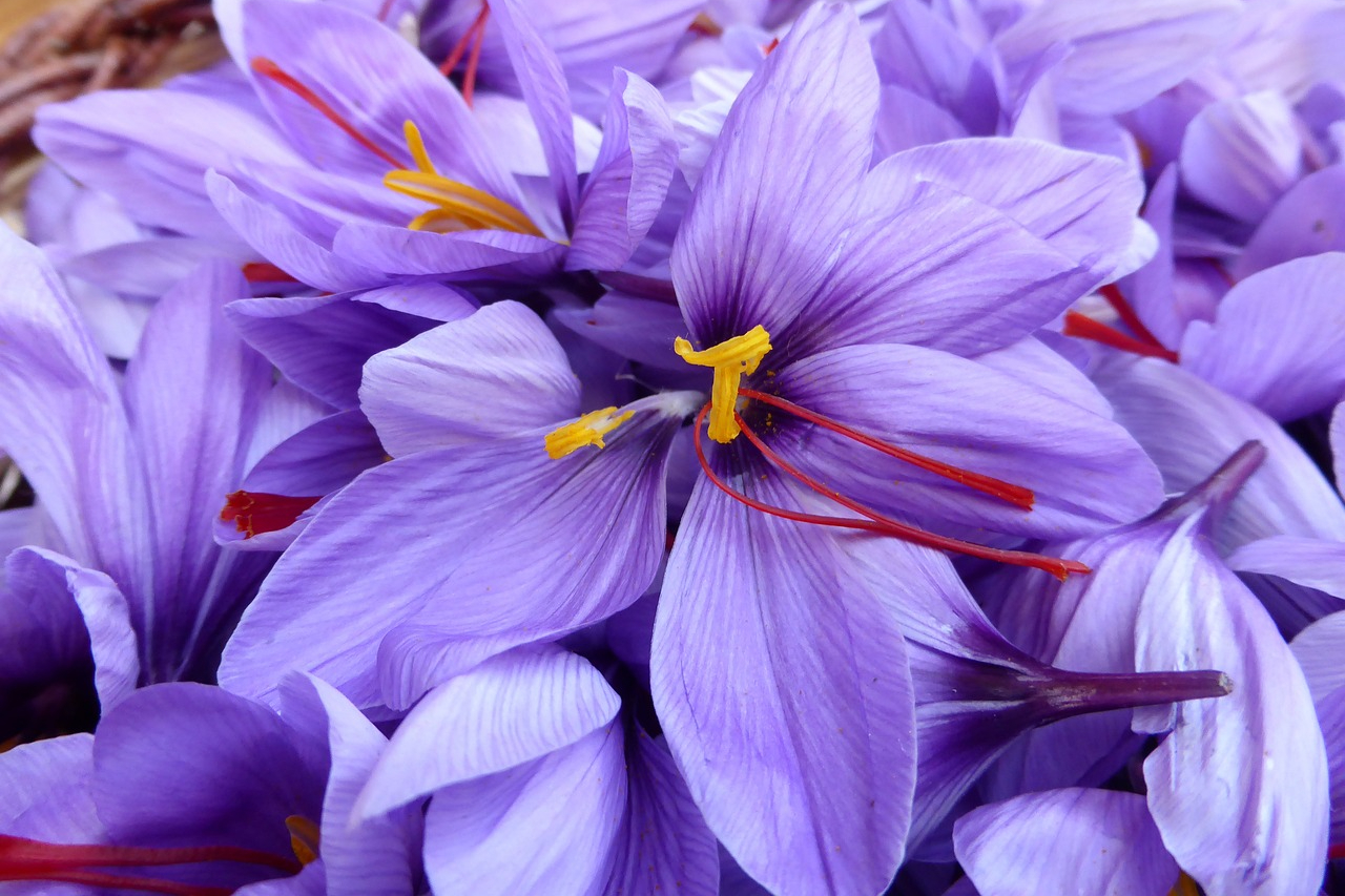 Saffron crocus flowers