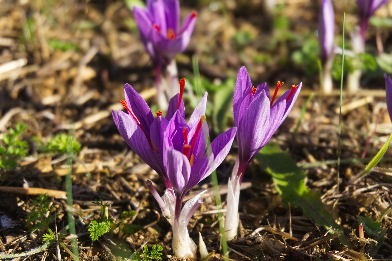Saffron crocus flowers