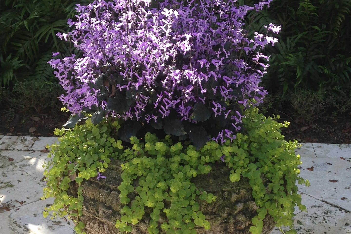 A large container of creeping jenny with a smaller container of purple flowers in the center
