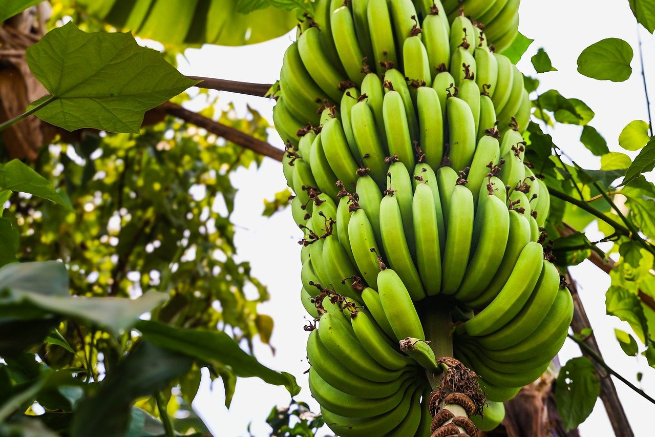 A tree with many unripe bananas on it