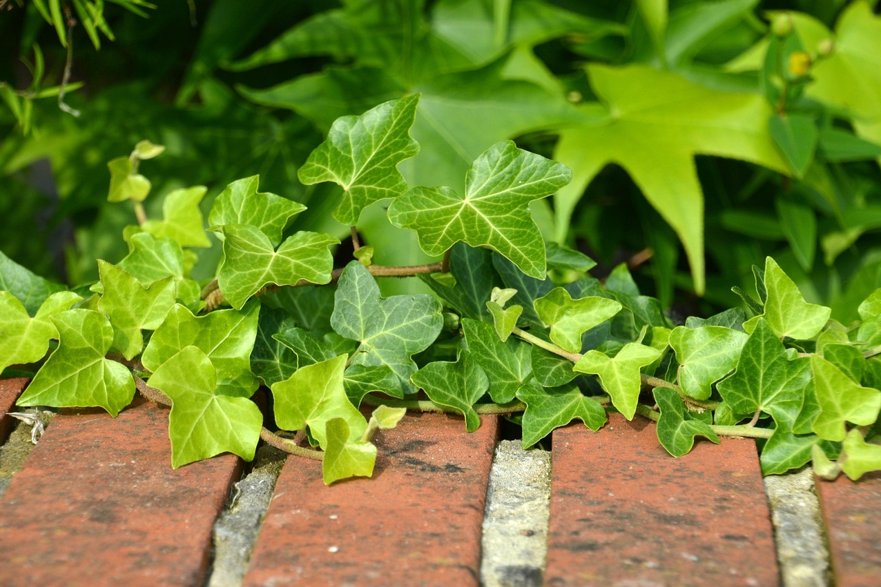 A brick garden border with ivy growing along it