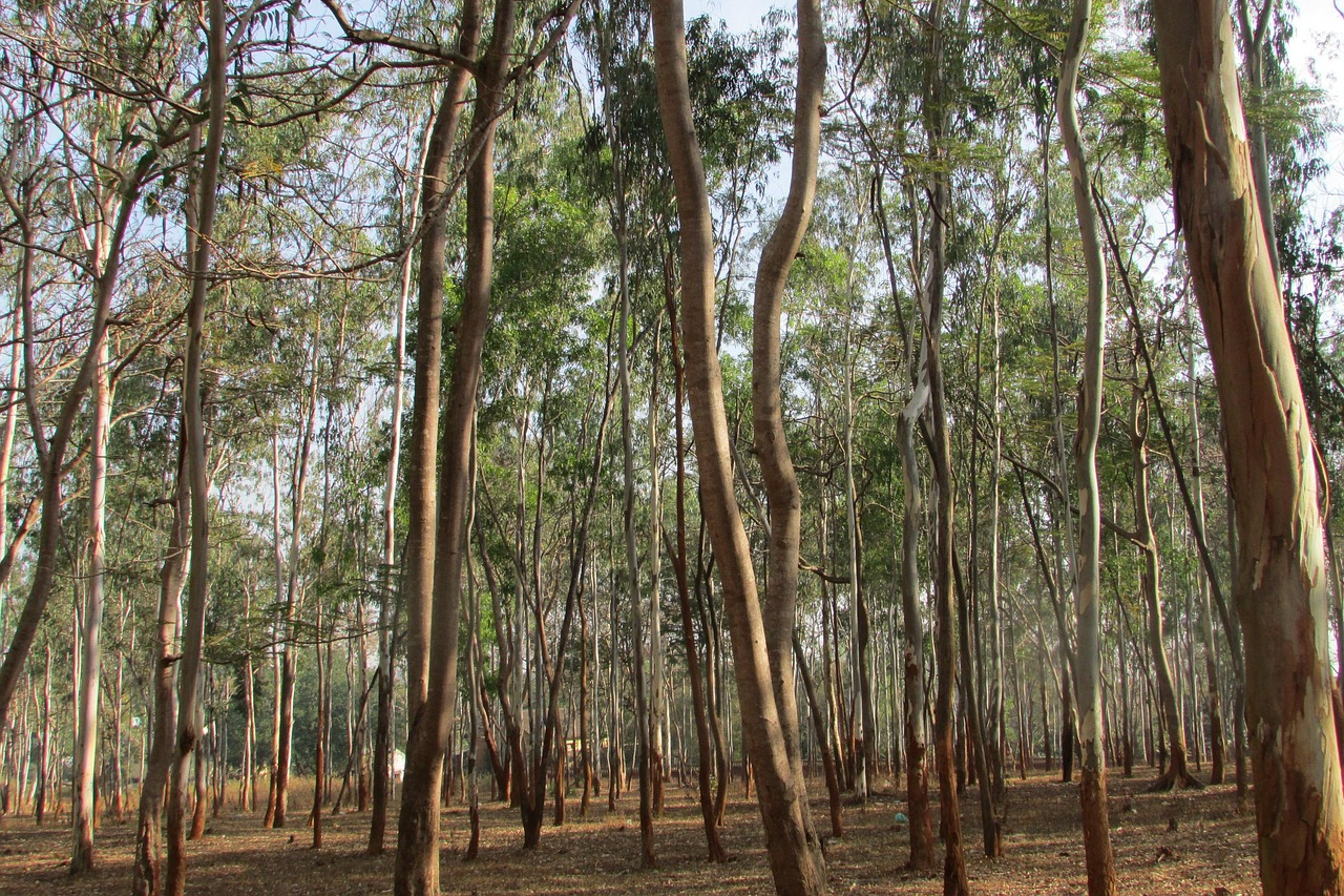 A forest of eucalpytus trees