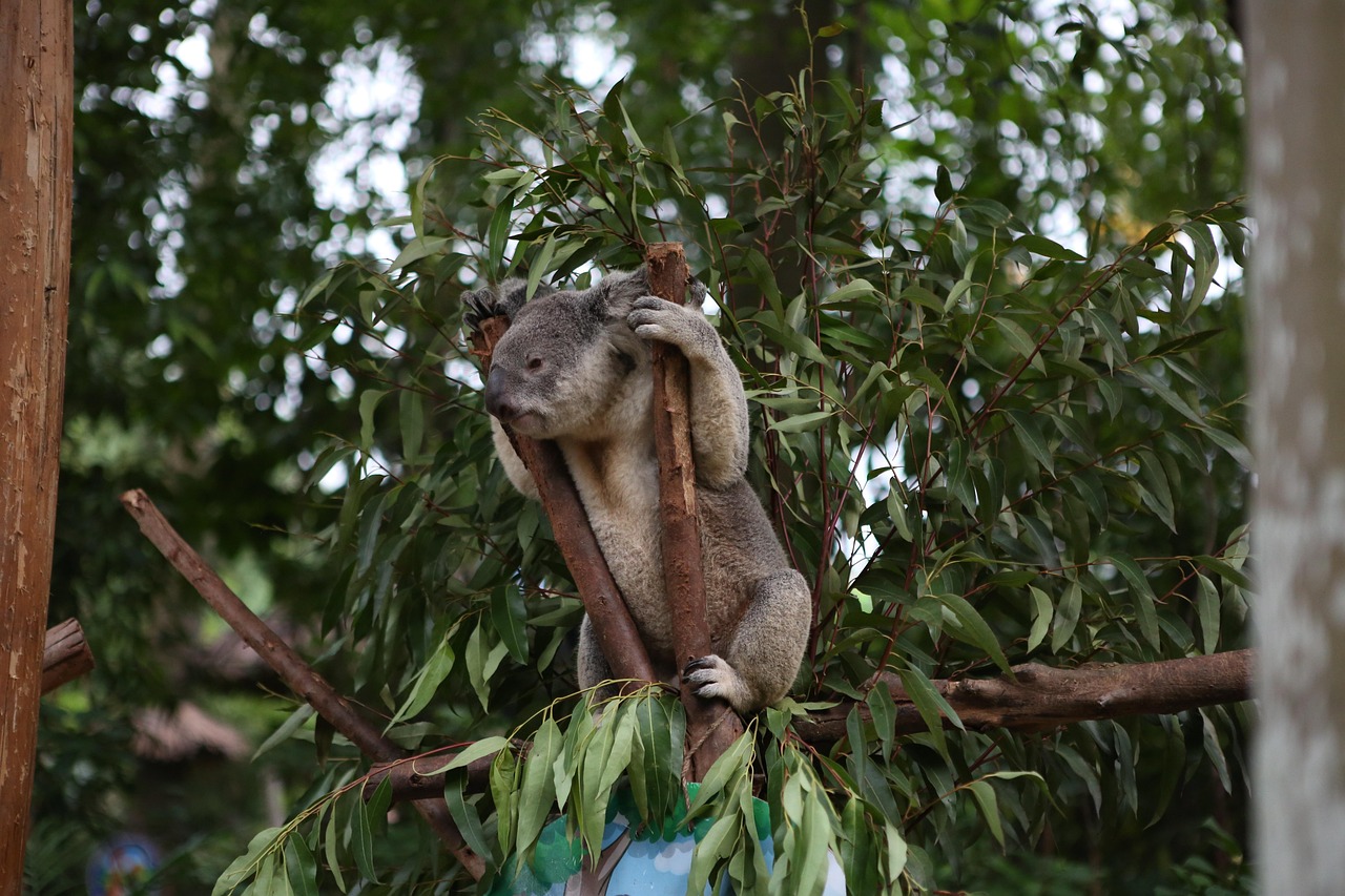 Koala in a eucalyptus tree