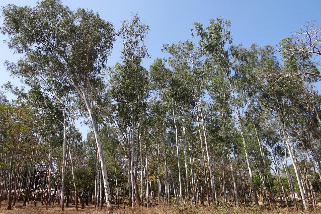 A forest of eucalyptus trees