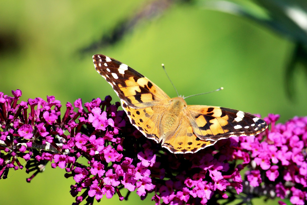 Purple butterfly bush with a butterfly