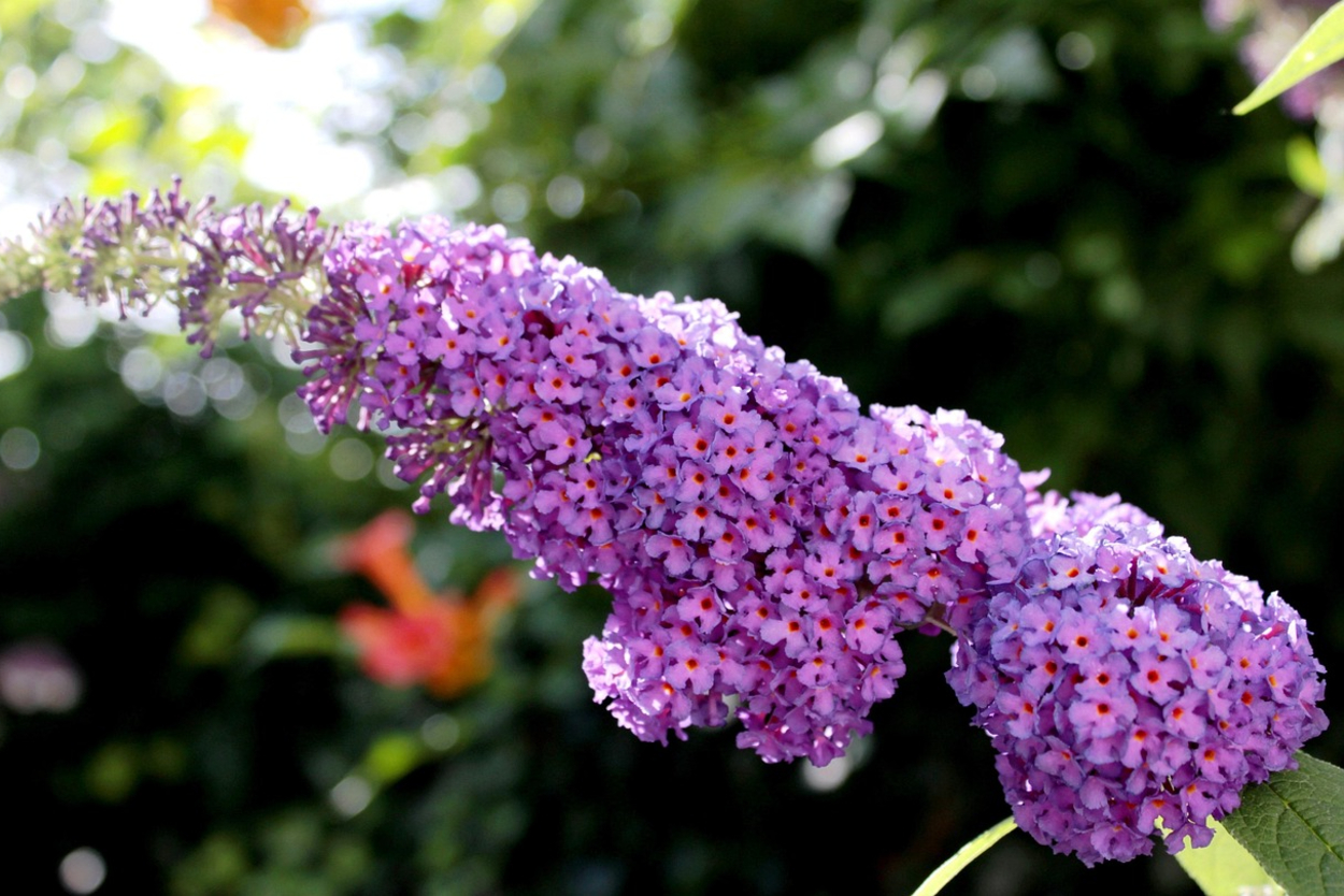 Purple butterfly bush flowers
