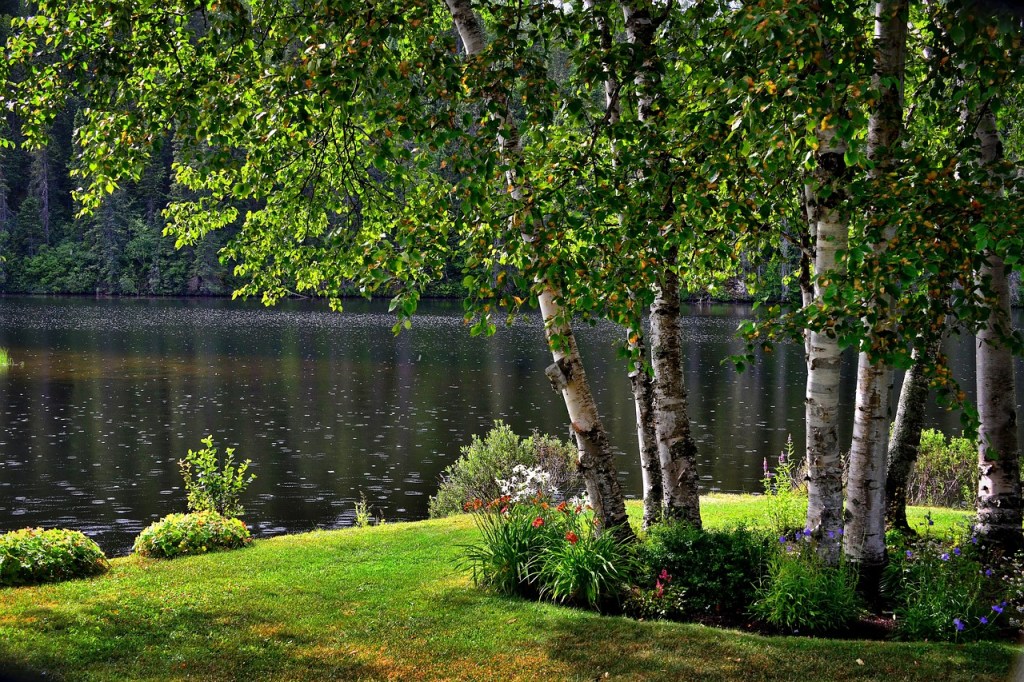 A cluster of river birch trees beside a river