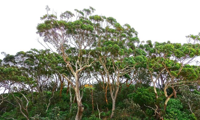 Tall eucalyptus trees