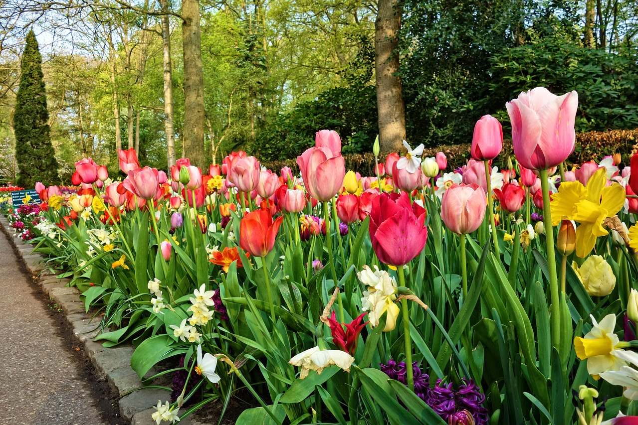 Tulips and daffodils with a stone border