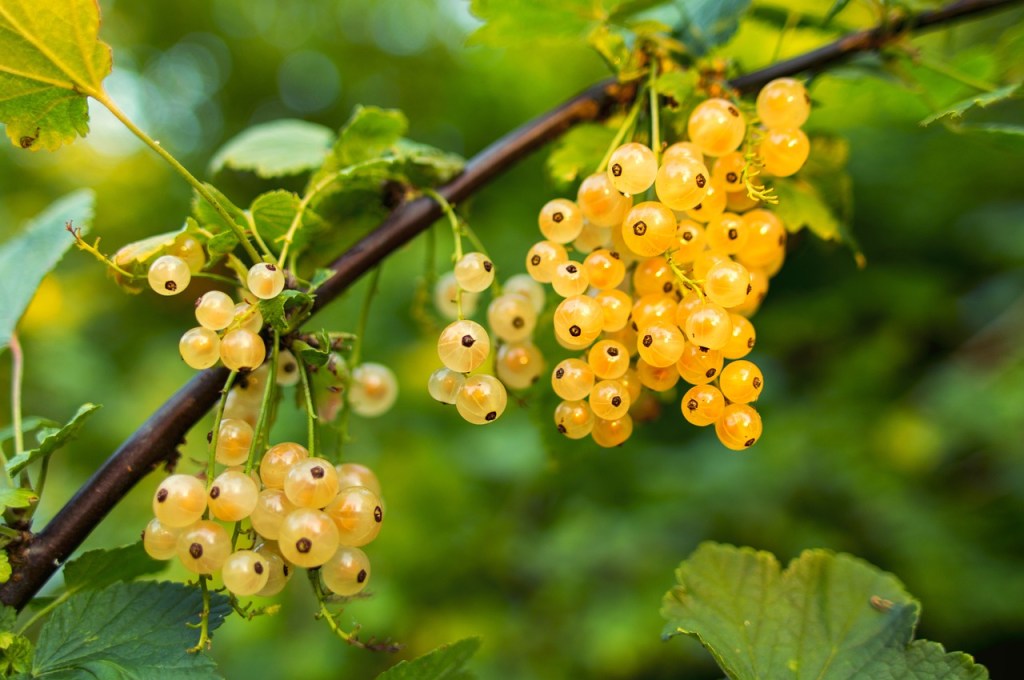 A branch of ripe white currant berries