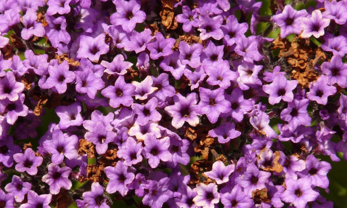 Light purple heliotrope flowers