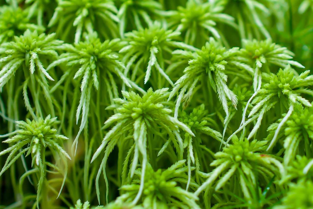 Living peat moss plants