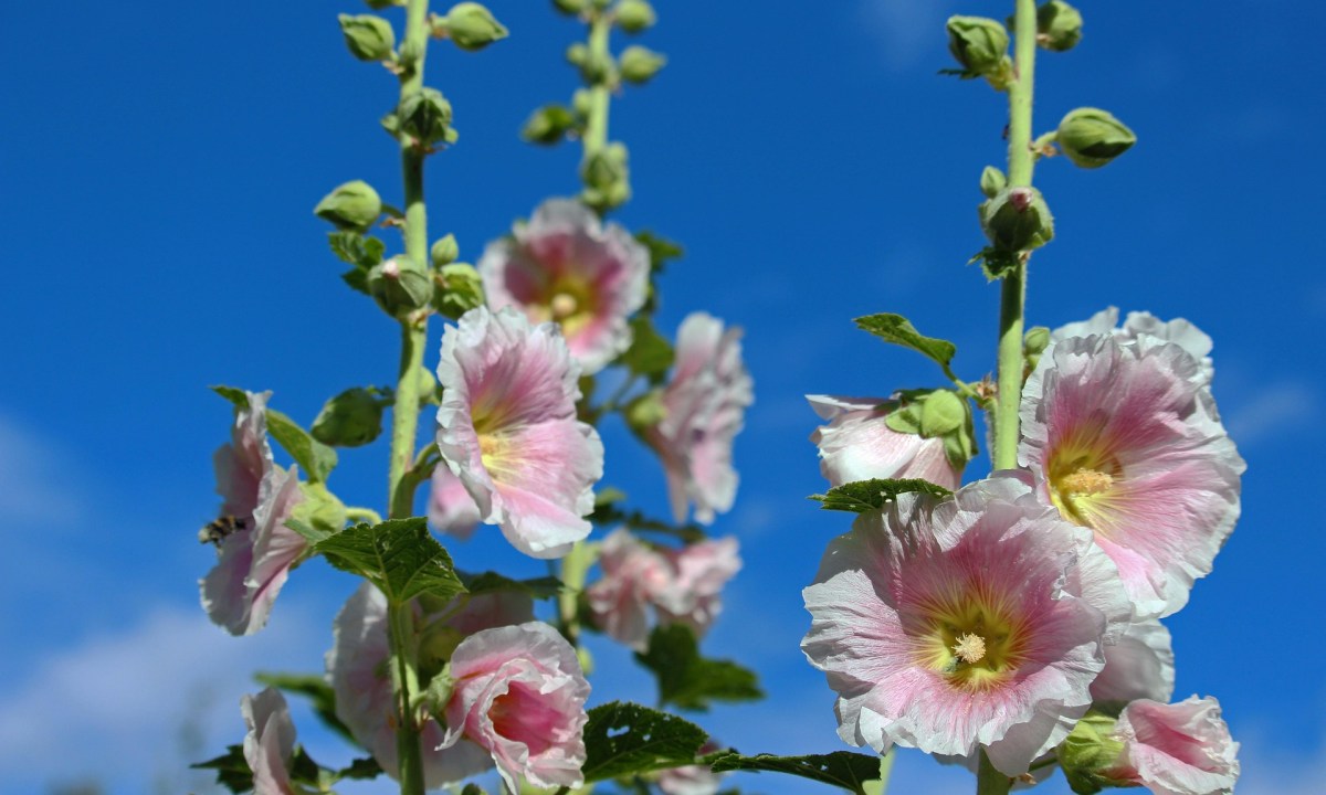 Pale pink hollyhock flowers