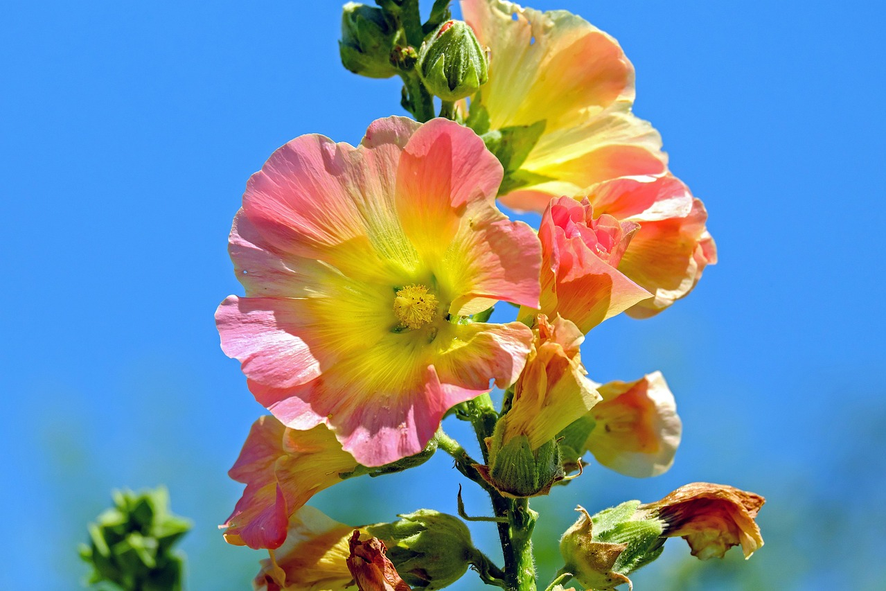Pink and yellow hollyhock flowers