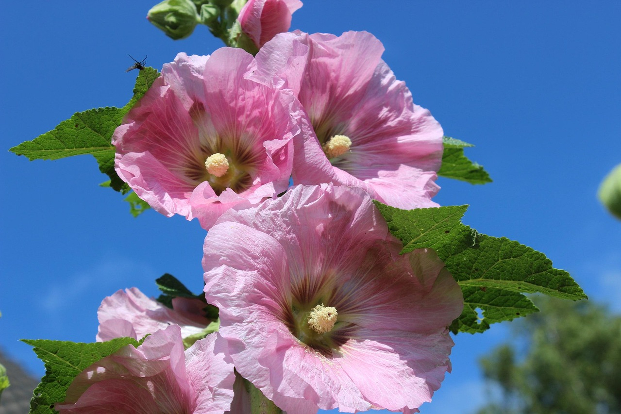 Pink hollyhock flowers