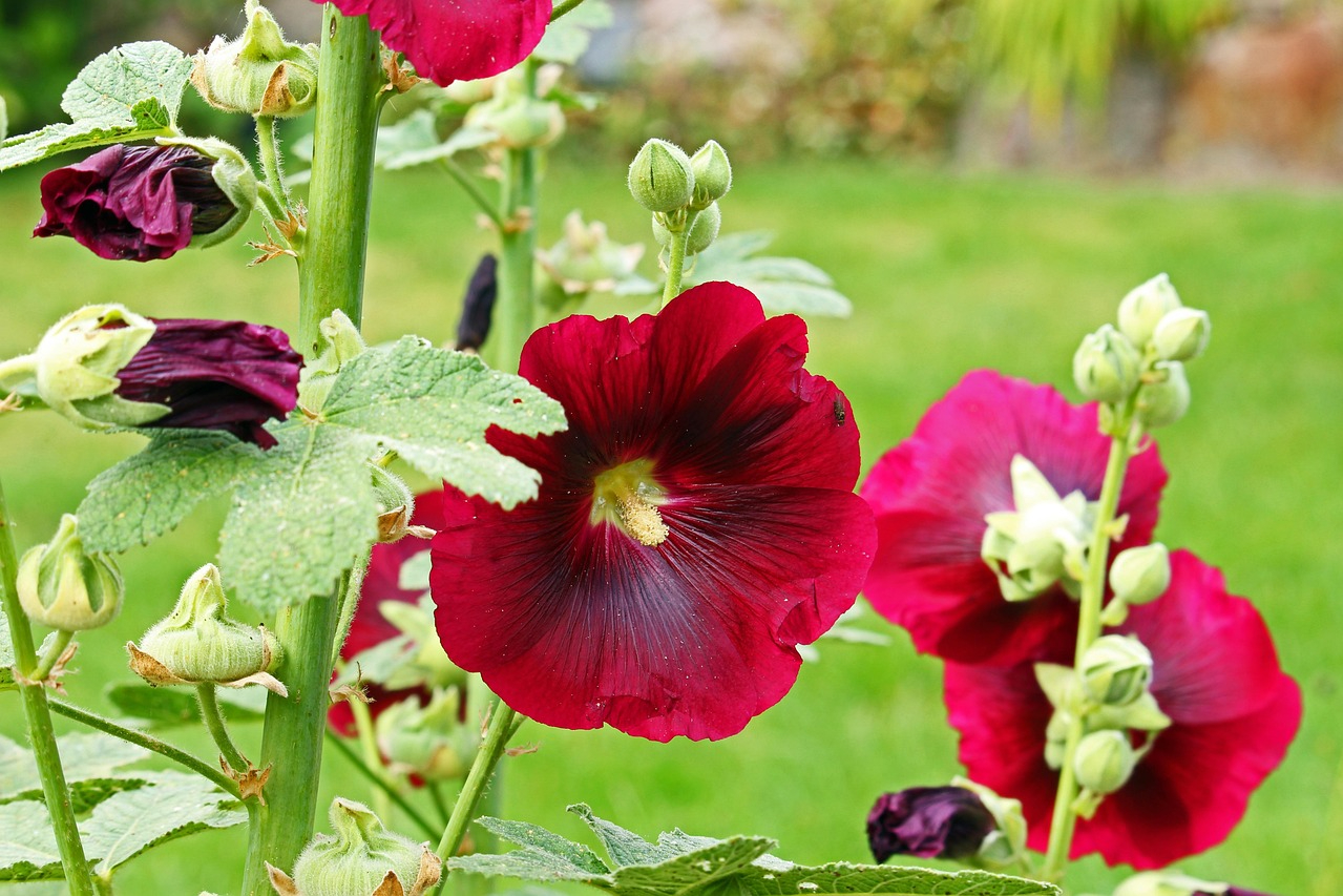 Dark red hollyhock flowers