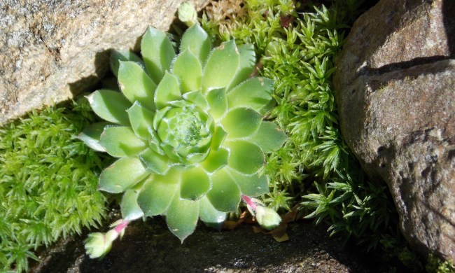 Stonecrop in a rock garden