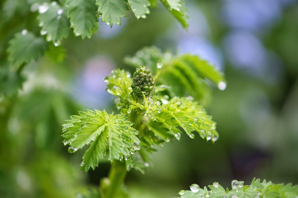 Salad burnet plant