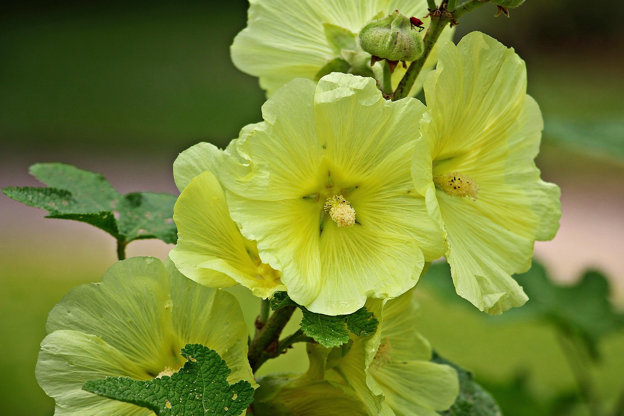 Yellow hollyhock flowers