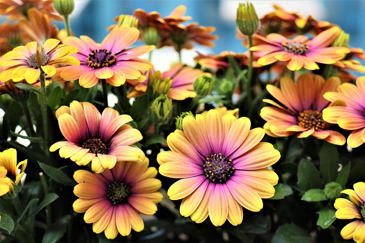 Horizon Sunset African daisy flowers