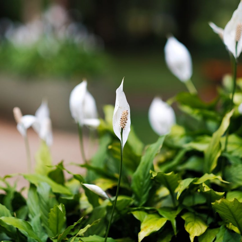 yellow leaves on a peace lily lilies with