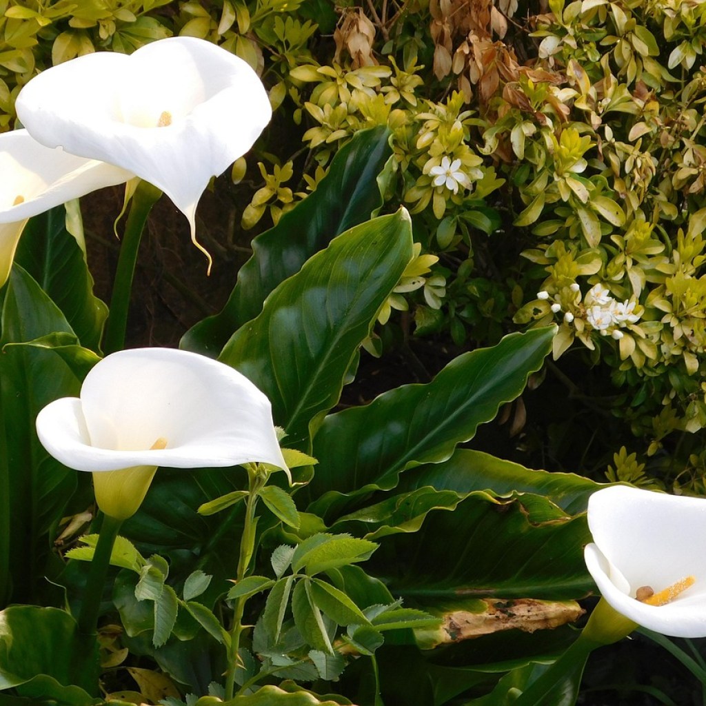 Peace lily plant outdoors beside a shrub during fall