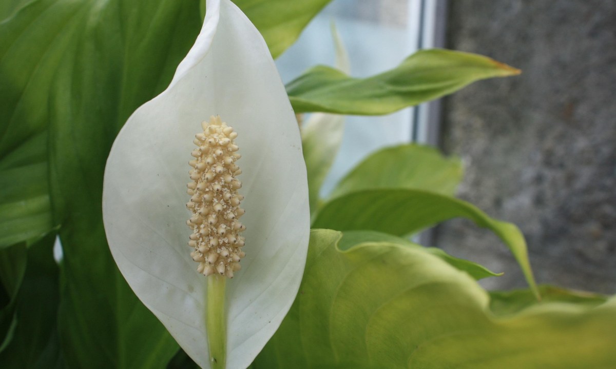 Peace lily with a yellow leaf