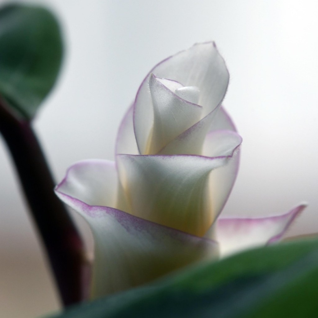 A prayer plant flower partially opened