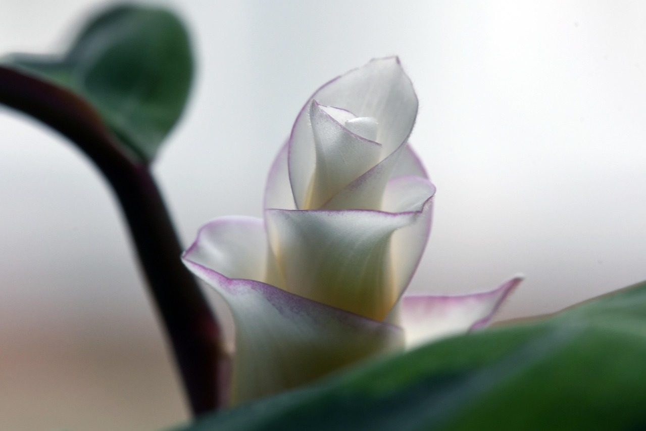 A prayer plant flower partially opened