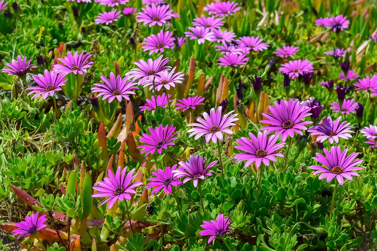 Purple african daisy flowers