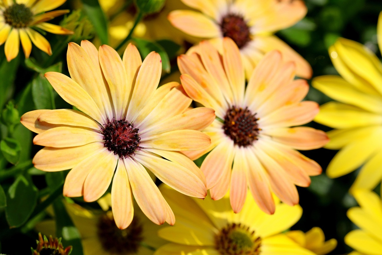 yellow and pale orange african daisy flowers