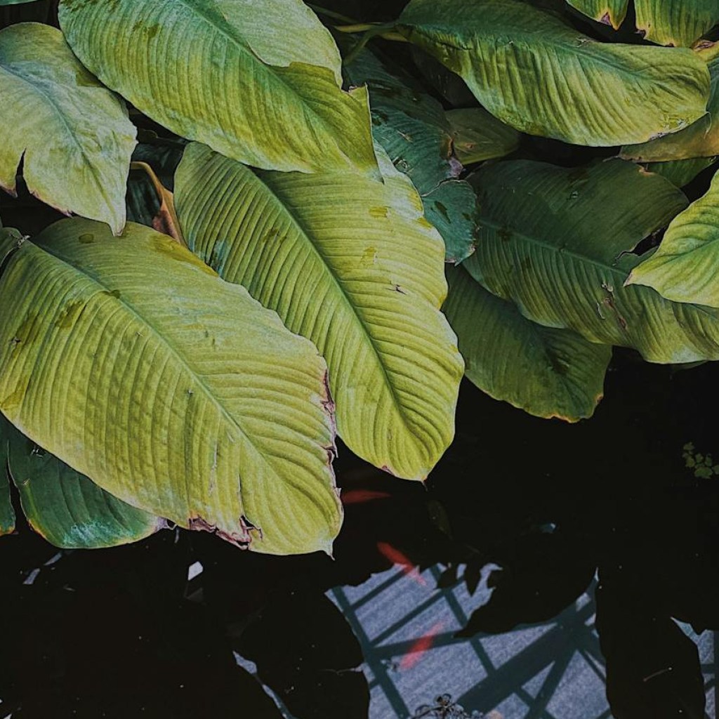 Yellow peace lily leaves beside a koi pond